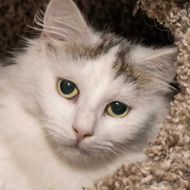 A young medium-sized female White Domestic Medium Hair cat named Blossom for adoption in Victor, NY