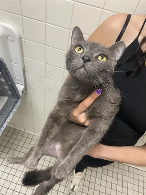 A young medium-sized female Domestic Short Hair cat named Mona for adoption in Dallas, TX