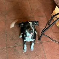 An adult medium-sized female Australian Cattle Dog / Blue Heeler dog named Tava for adoption in Colorado Springs, CO