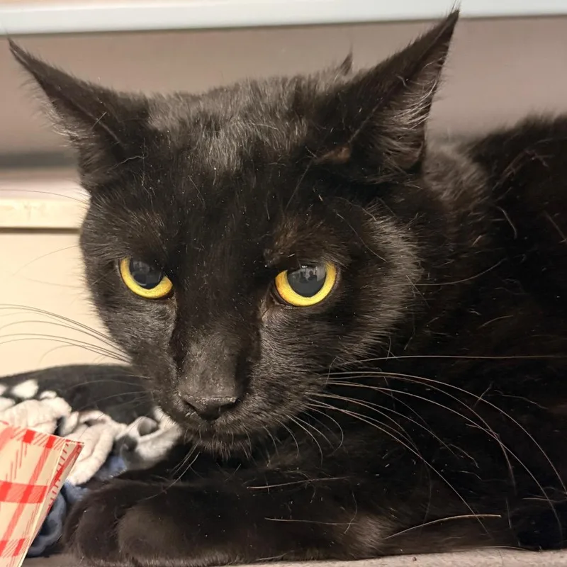 An adult large-sized male Black Domestic Short Hair cat named Turbo for adoption in Evansville, IN