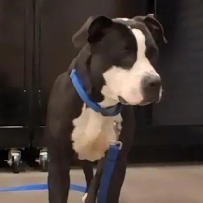 Oreo