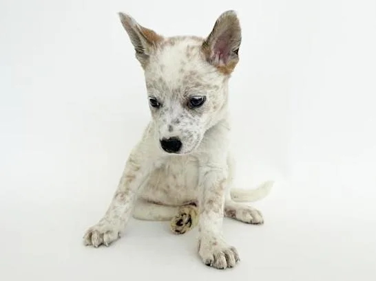 A baby small-sized male Terrier dog named Groot for adoption in Saint Louis, MO