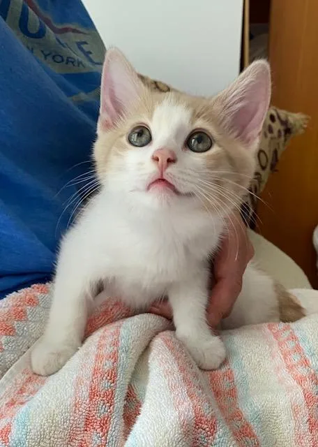 A baby medium-sized female Dilute Calico Domestic Short Hair cat named Hailey and Herbie for adoption in Fairfax, VA