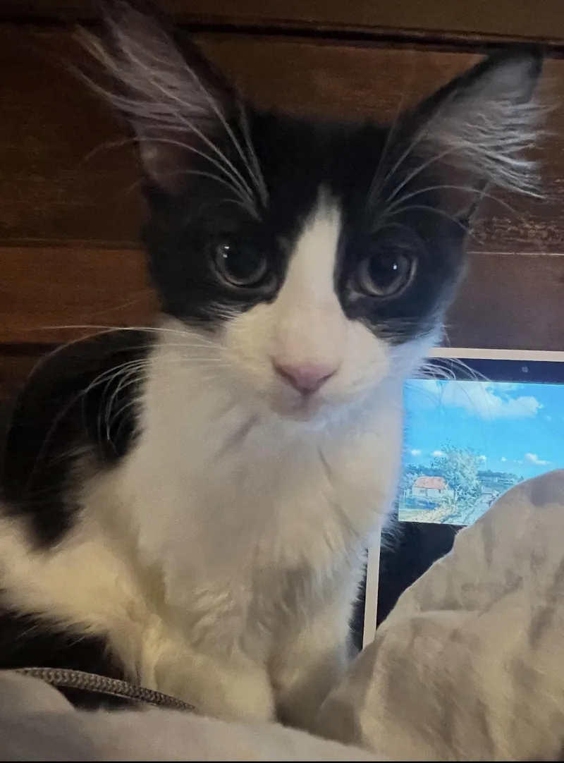 A baby medium-sized female Black & White / Tuxedo Domestic Long Hair cat named MooMoo for adoption in Rochester Hills, MI