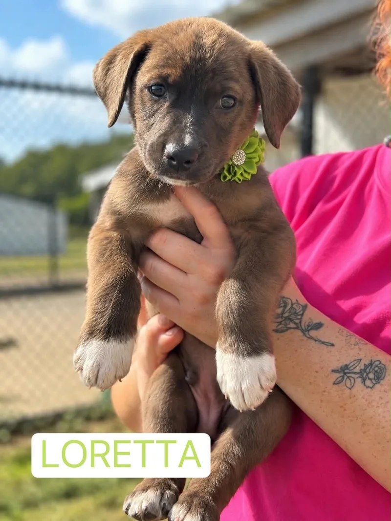 Loretta Lynn thumbnail 2