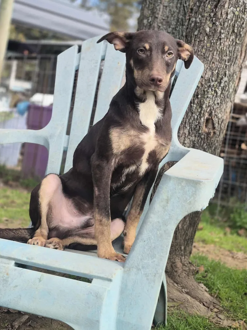 A young medium-sized male Brown / Chocolate Terrier dog named Up for adoption in Dover, AR