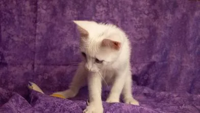 A baby medium-sized male White Domestic Short Hair cat named Danny for adoption in Liverpool, TX