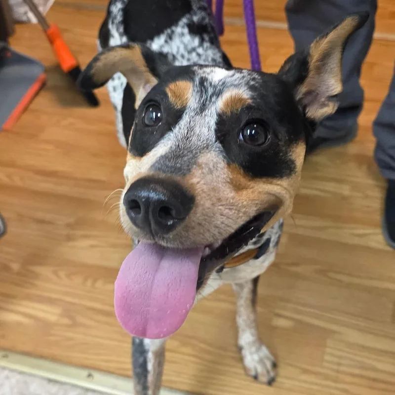 An adult medium-sized male Gray / Blue / Silver Australian Cattle Dog / Blue Heeler dog named Gio for adoption in Buellton, CA