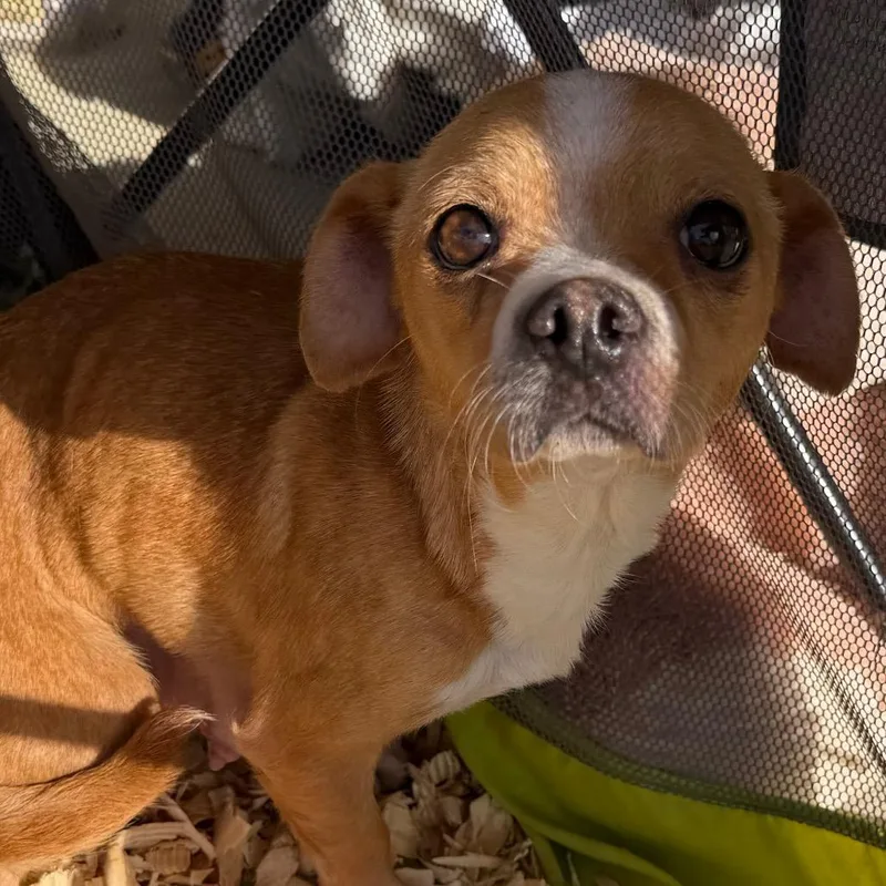 An adult small-sized female Yellow / Tan / Blond / Fawn Chihuahua dog named Ella for adoption in Duck River, TN