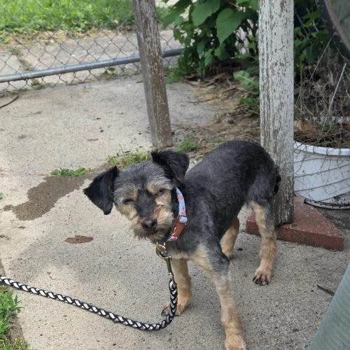 An adult small-sized female Brown / Chocolate Yorkshire Terrier dog named Maddie for adoption in Kirksville, MO
