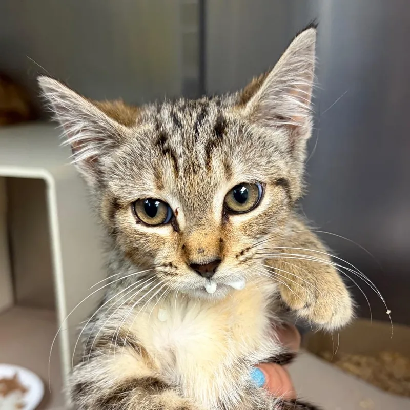 A baby small-sized female Calico Domestic Short Hair cat named Vanellope for adoption in Newark, NJ