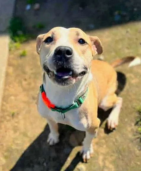 A young medium-sized male Pit Bull Terrier dog named Henry for adoption in Sacramento, CA