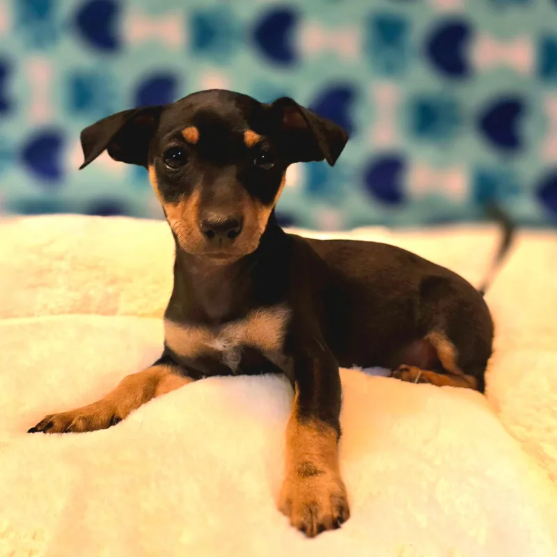 A baby small-sized female Black Chiweenie dog named Monica for adoption in Hayward, CA