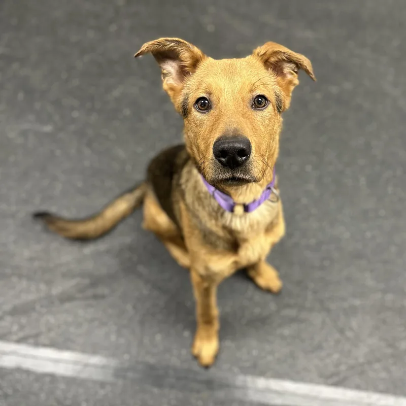 A young medium-sized male Black German Shepherd Dog dog named Tigger for adoption in Youngstown, OH