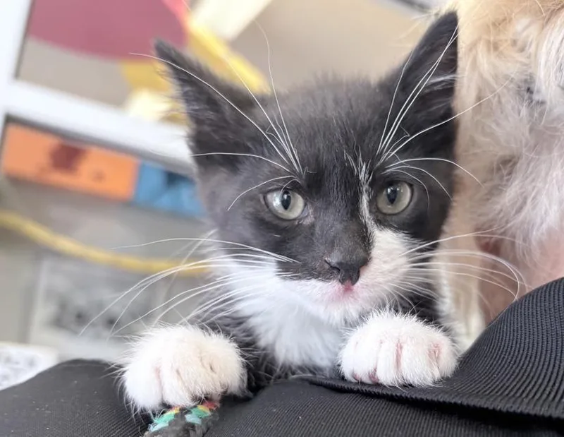 A baby small-sized male Black Domestic Short Hair cat named Lindy for adoption in Columbus, IN