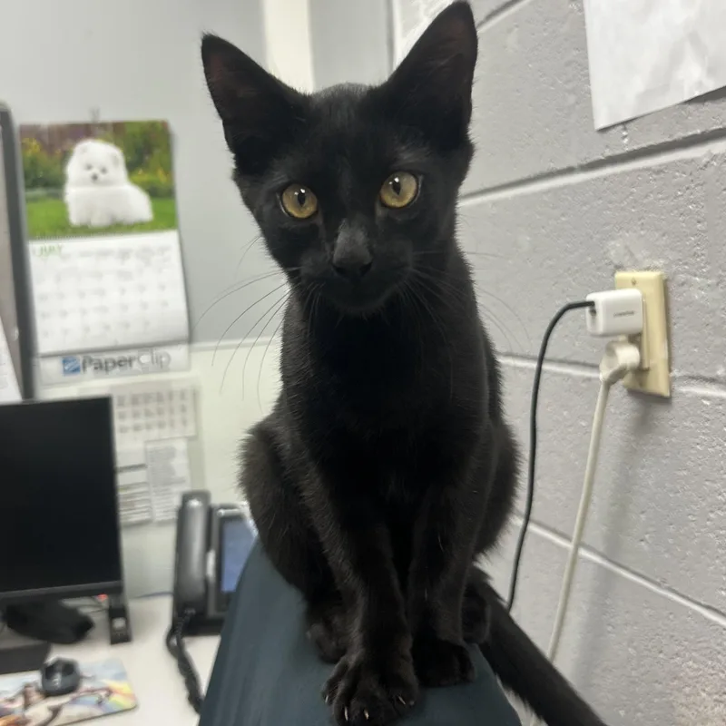 A young small-sized male Black Domestic Short Hair cat named Larry for adoption in Siloam Springs, AR