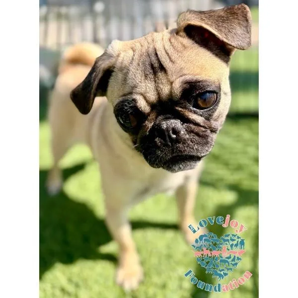 Pippa Coh thumbnail 2