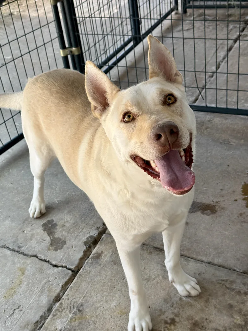An adult large-sized male Shepherd dog named Xander for adoption in El Paso, TX
