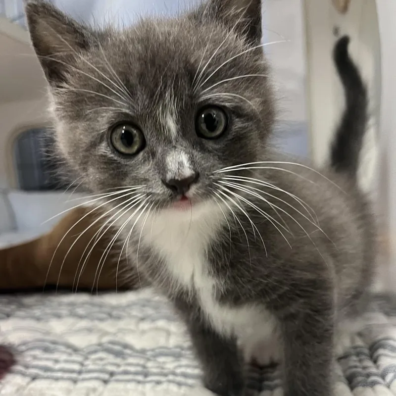 A baby small-sized female Gray / Blue / Silver Domestic Short Hair cat named Forester for adoption in Stephenville, TX