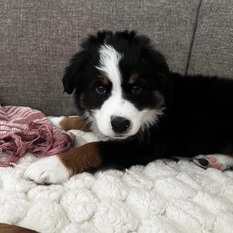 A baby medium-sized male Black Australian Shepherd dog named Mason for adoption in Jupiter, FL