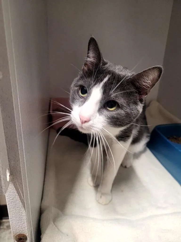 A young large-sized male Domestic Short Hair cat named Hayden for adoption in Huntsville, TX
