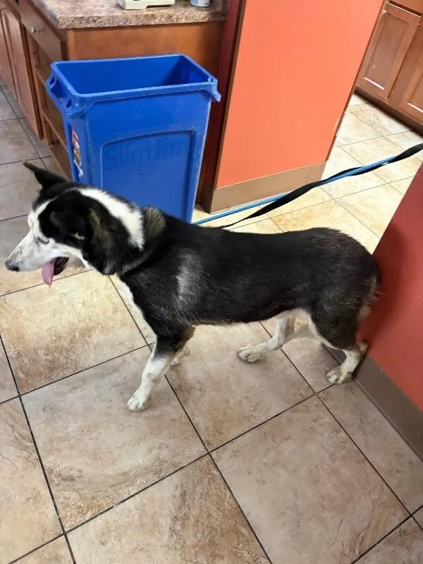 An adult large-sized male Black Mixed Breed dog named Gilligan for adoption in Cincinnati, OH