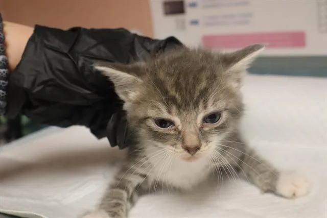 A baby small-sized male Domestic Short Hair cat named Bently for adoption in Columbia, SC