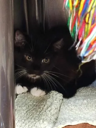 An adult small-sized female Domestic Short Hair cat named Sam for adoption in Independence, MO