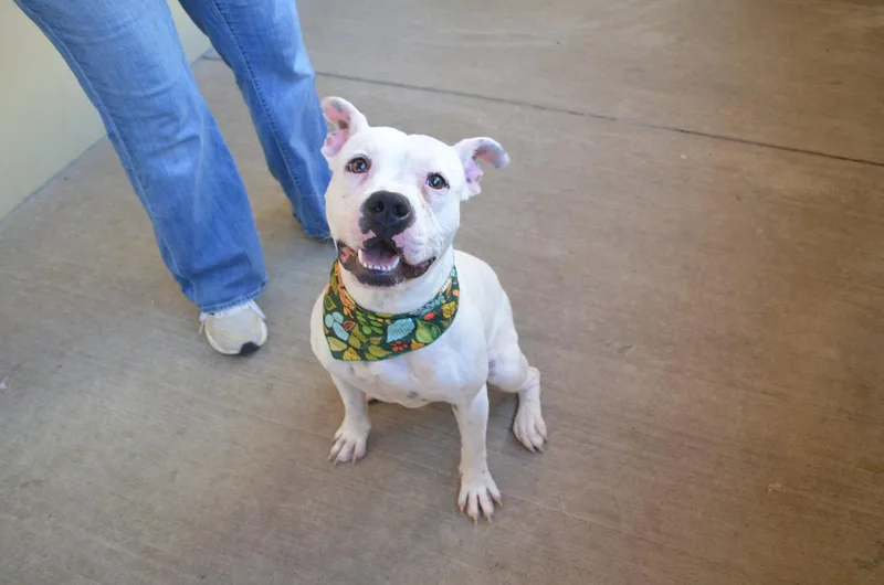 A young large-sized male Pit Bull Terrier dog named Casper for adoption in McKinney, TX