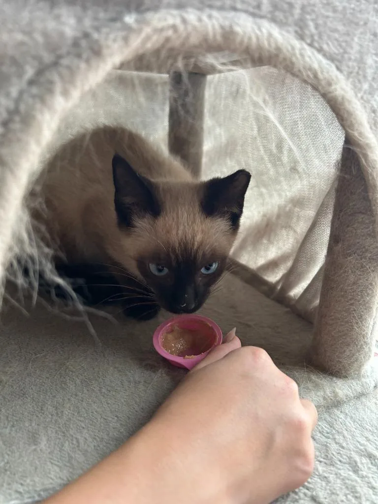 A baby small-sized male Domestic Short Hair cat named Misu for adoption in La Verkin, UT