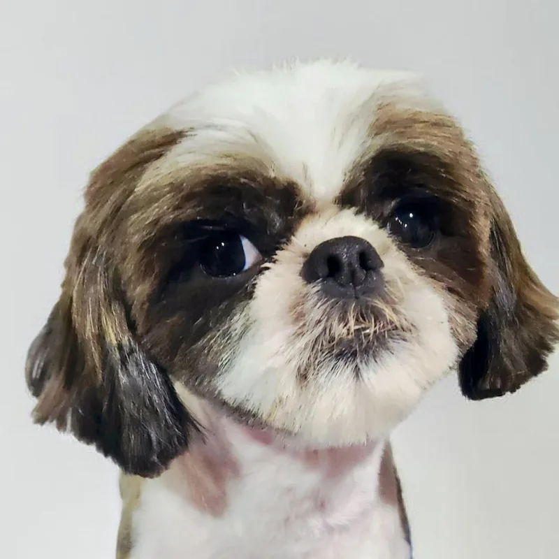 A young small-sized male Bicolor Shih Tzu dog named Stone for adoption in Broken Arrow, OK