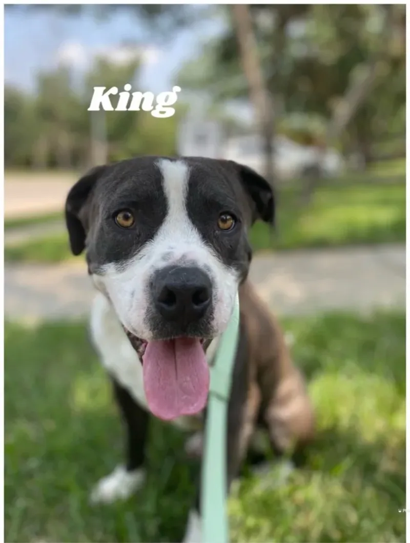 An adult large-sized male Pit Bull Terrier dog named King for adoption in Canyon, TX