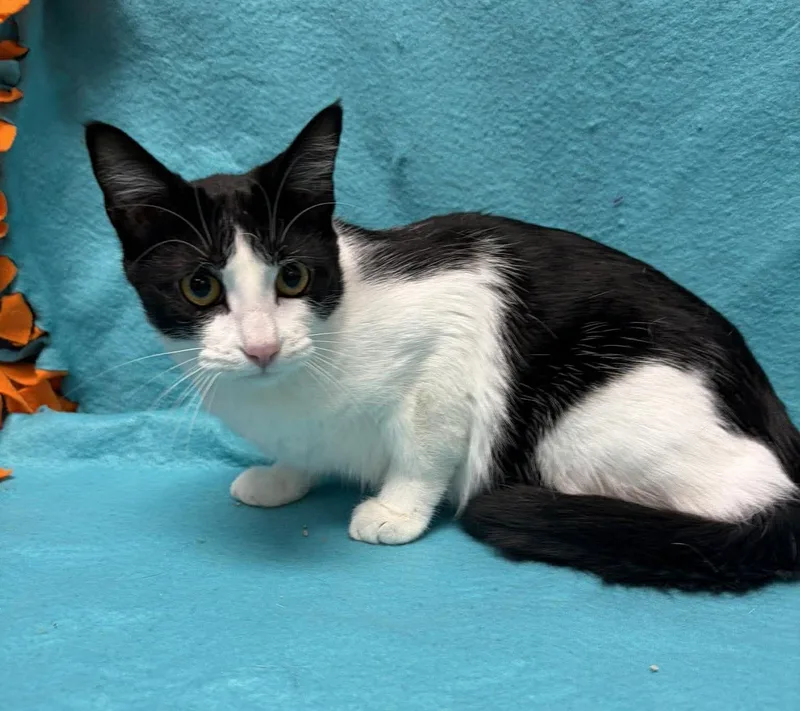 A young medium-sized female Black & White / Tuxedo Domestic Short Hair cat named Mira for adoption in Maryville, MO