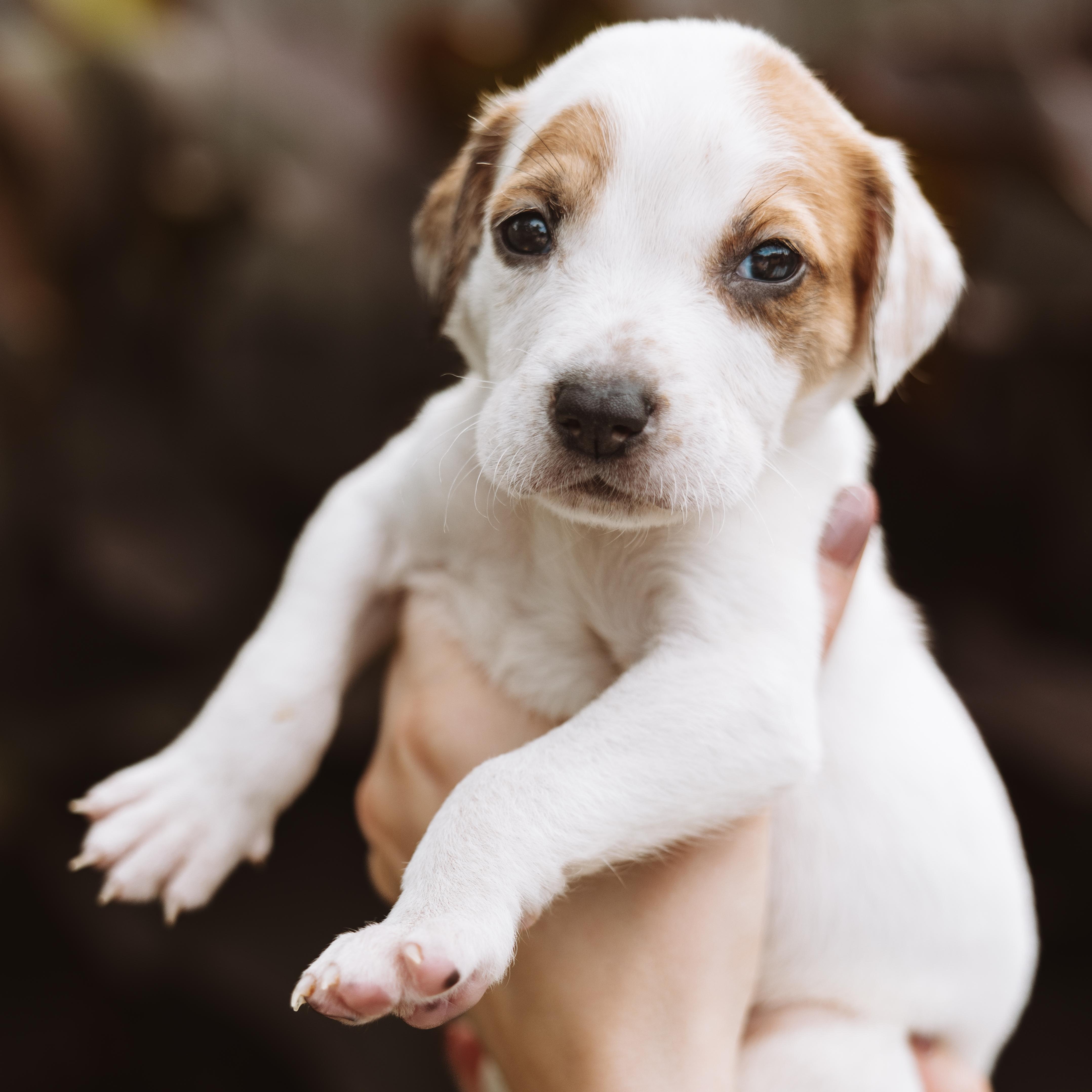 A baby medium-sized male White / Cream Pointer dog named Dallas for adoption in Spring, TX