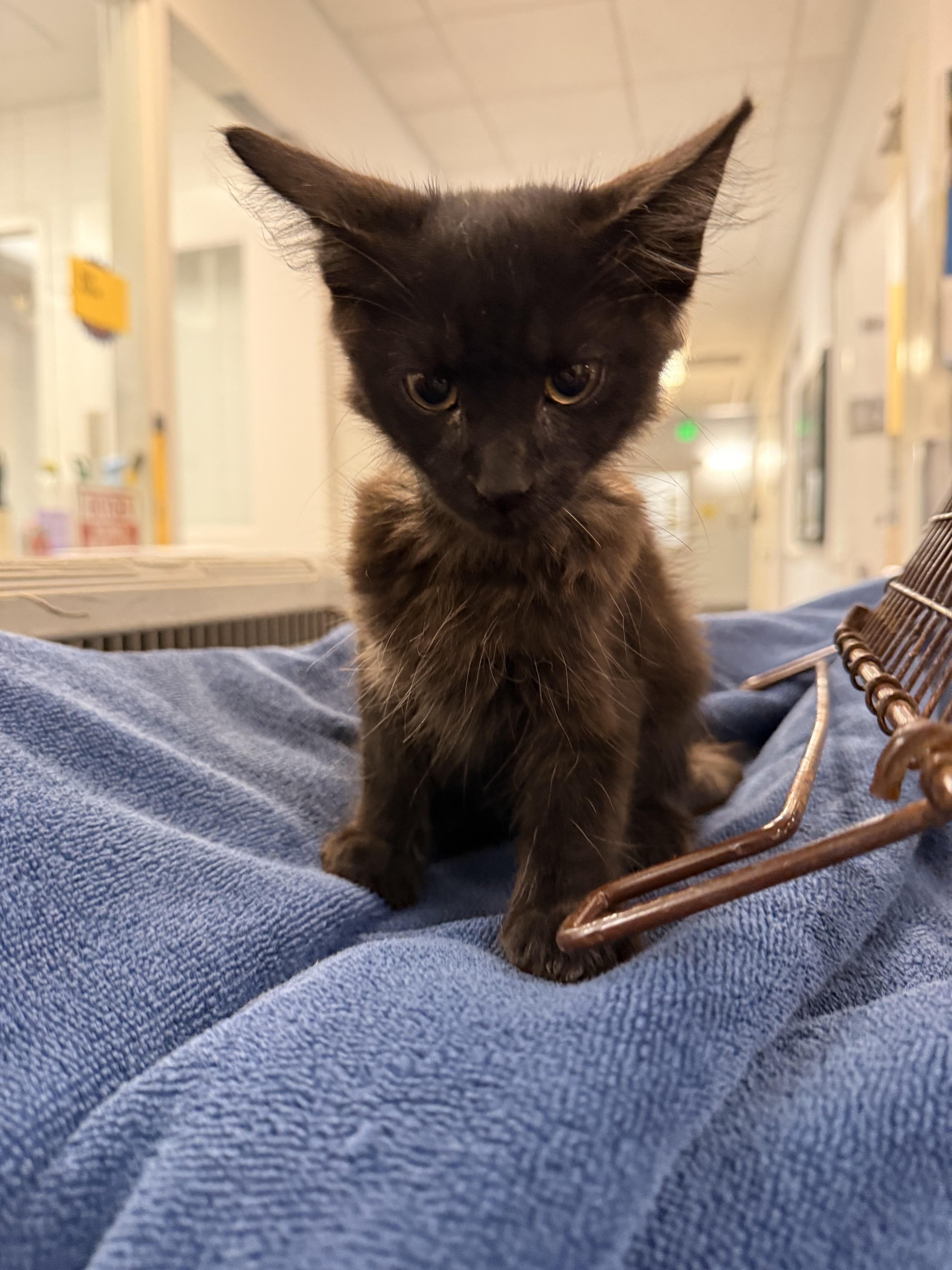 A baby small-sized male Domestic Short Hair cat named Bruce for adoption in Los Angeles, CA