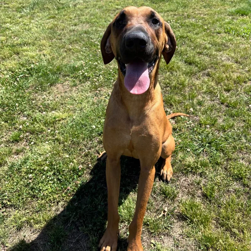 Marmaduke