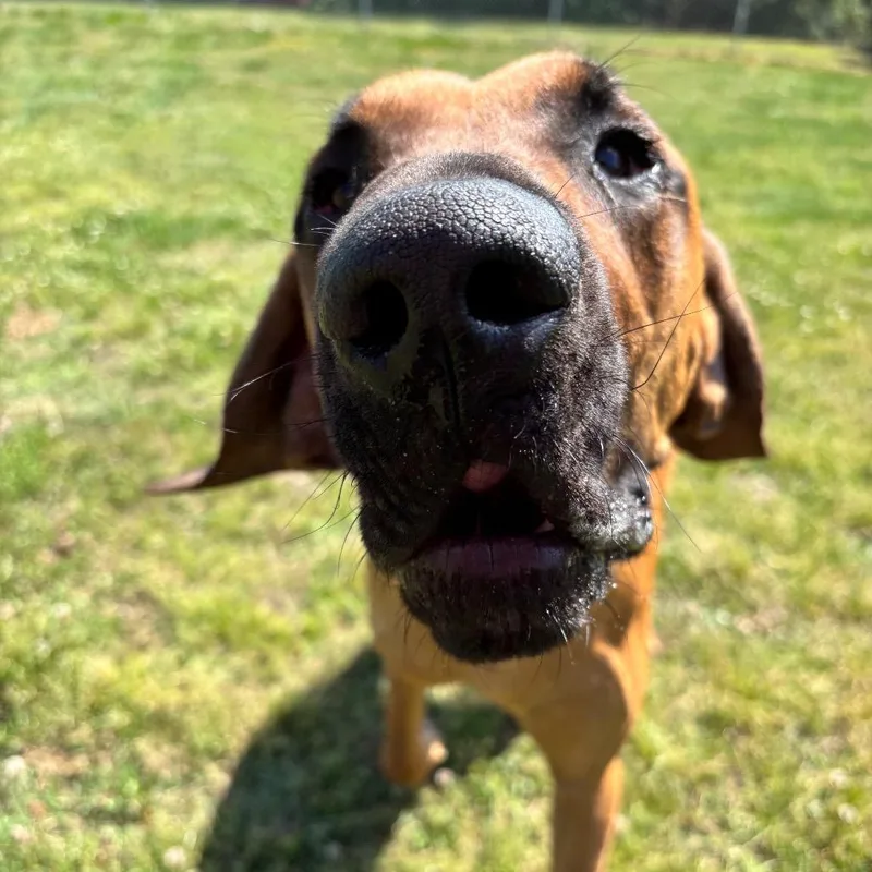 Marmaduke thumbnail 2