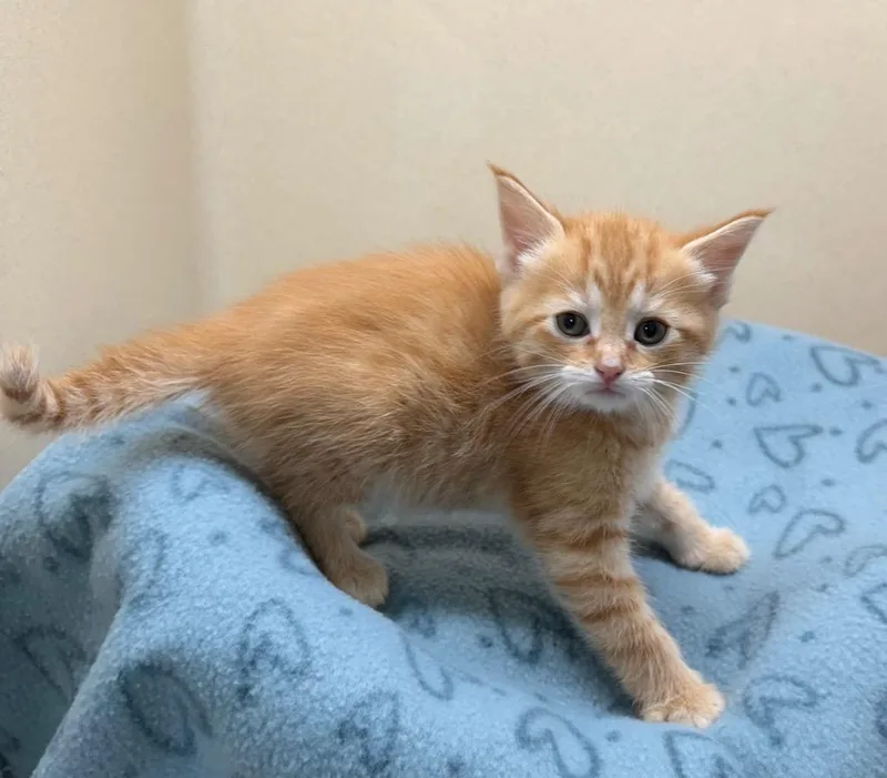 A baby small-sized female Domestic Short Hair cat named Pancake for adoption in Washington Court House, OH