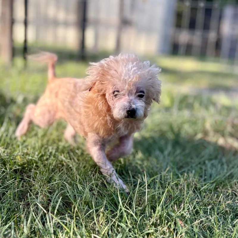 An adult small-sized male White / Cream Maltese dog named Devens for adoption in Houston, TX