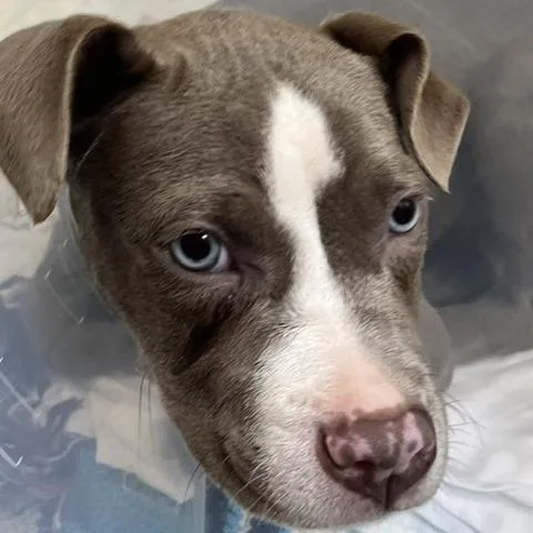 A baby small-sized female Gray / Blue / Silver Pit Bull Terrier dog named Abigail Adams for adoption in Baltimore, MD