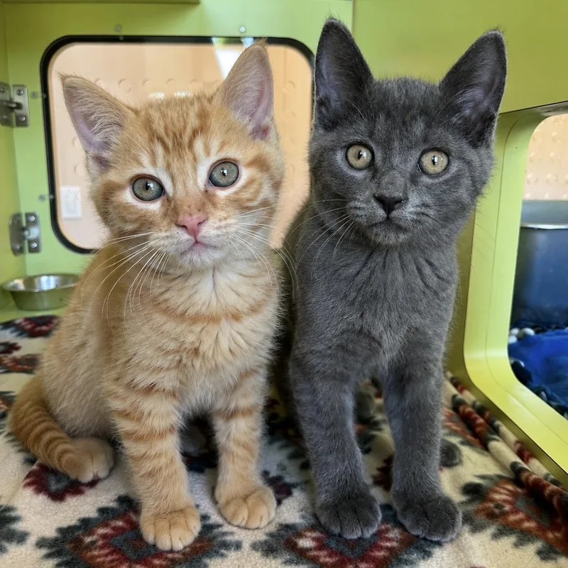 A baby medium-sized male Orange / Red Domestic Short Hair cat named Pip And Squeak for adoption in Pontiac, MI