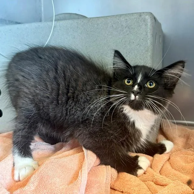 A baby small-sized male Domestic Short Hair cat named A for adoption in Camarillo, CA