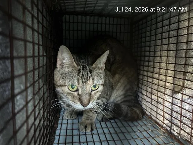 An adult small-sized female Domestic Short Hair cat named Feisty for adoption in Ocala, FL