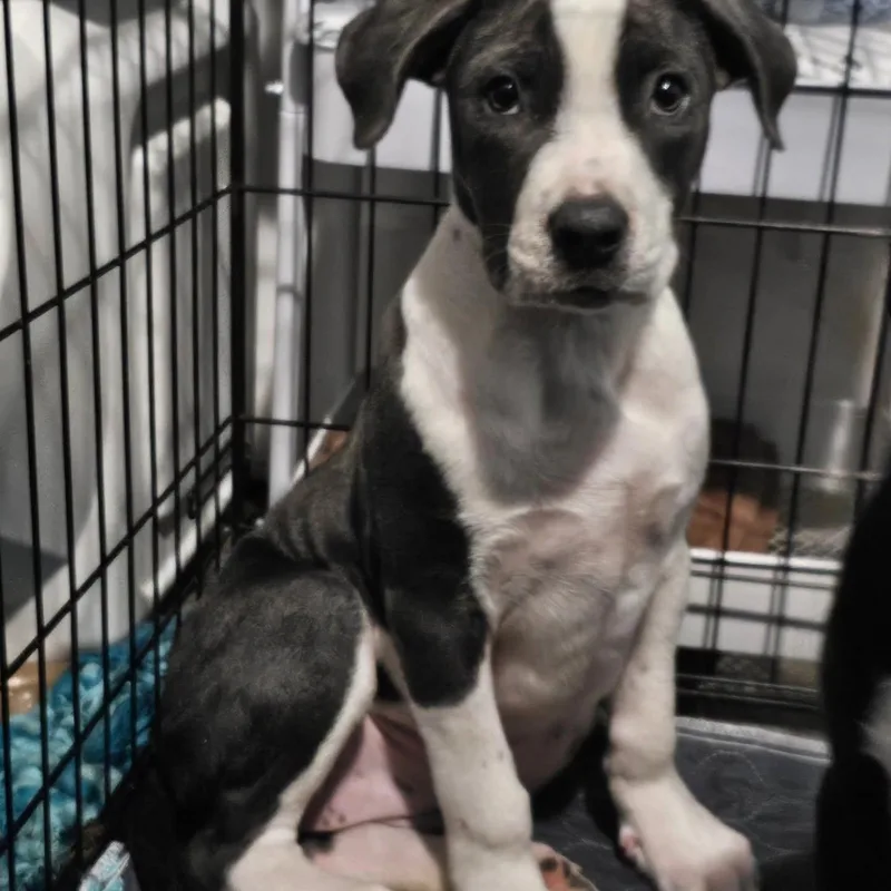 A baby large-sized female Pit Bull Terrier dog named Dove for adoption in Salisbury, MD