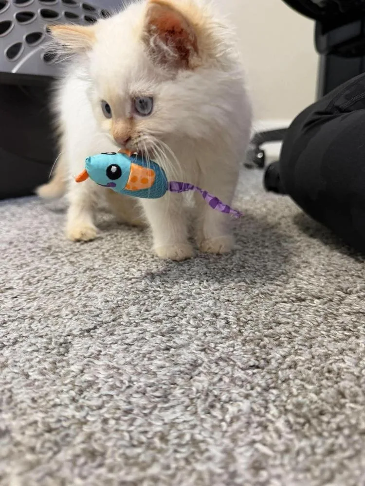 A baby small-sized female Ragdoll cat named Frozen for adoption in Chicago, IL