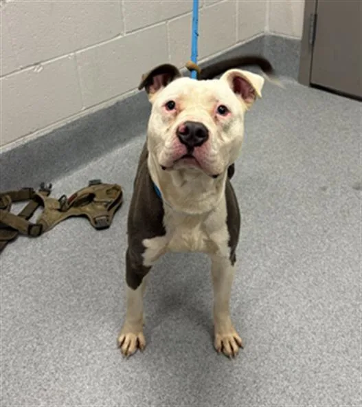 A young medium-sized male Pit Bull Terrier dog named Murph for adoption in Indianapolis, IN