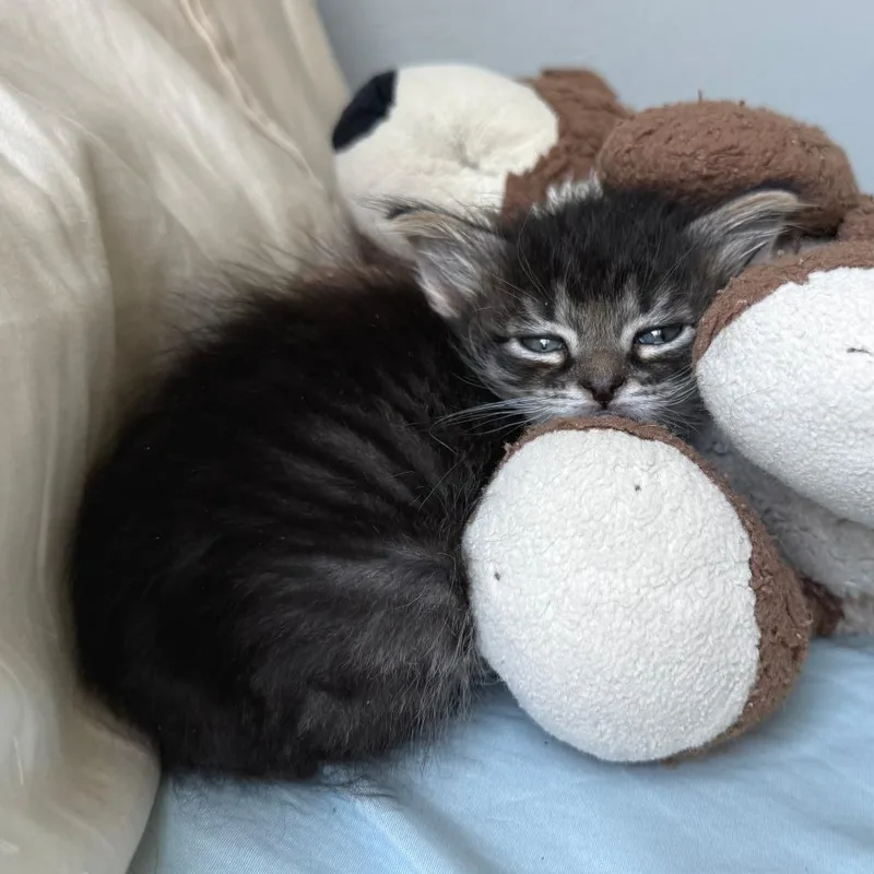 A baby extra large-sized female Brown / Chocolate Domestic Short Hair cat named ZeeBee for adoption in Austin, TX