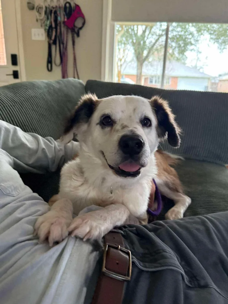 A senior medium-sized male Collie dog named Panda for adoption in Yonkers, NY