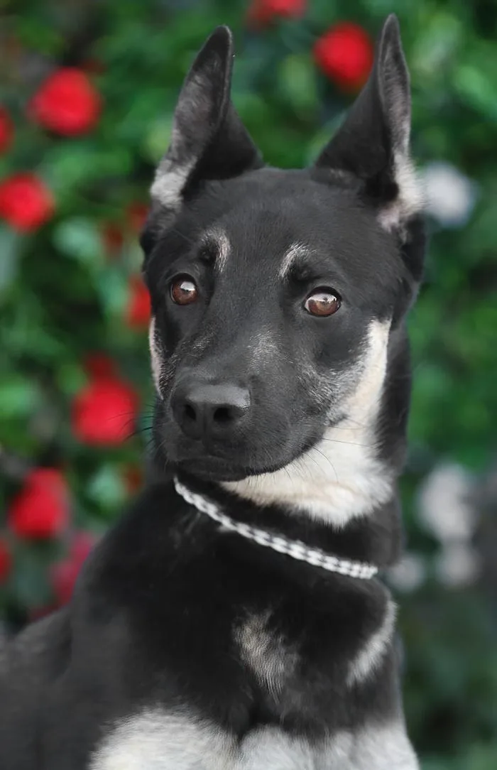 A baby large-sized female Black German Shepherd Dog dog named Annabelle Von Alzey for adoption in Los Angeles, CA