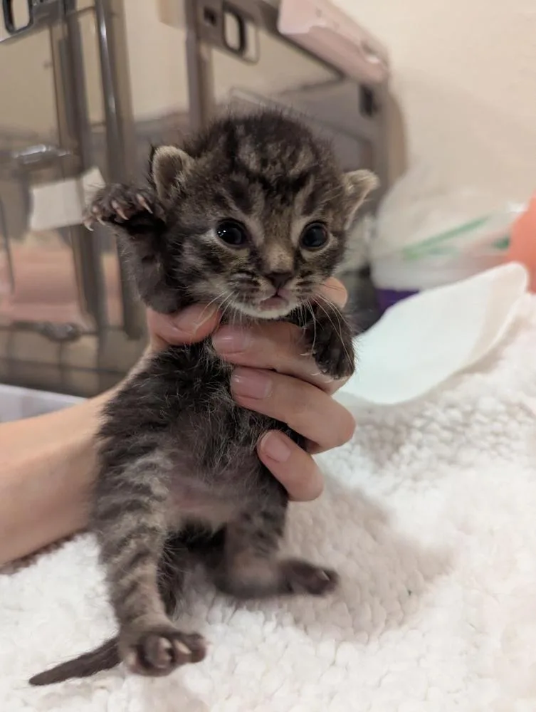 A baby small-sized female Tabby (Brown / Chocolate) Tabby cat named Meowriana Grande for adoption in Fremont, CA